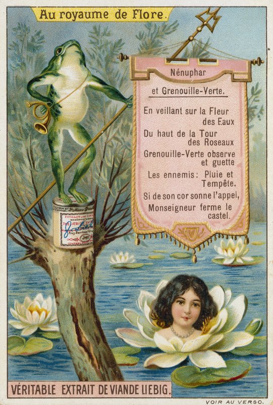 Nilüfer ve kurbağa by European School