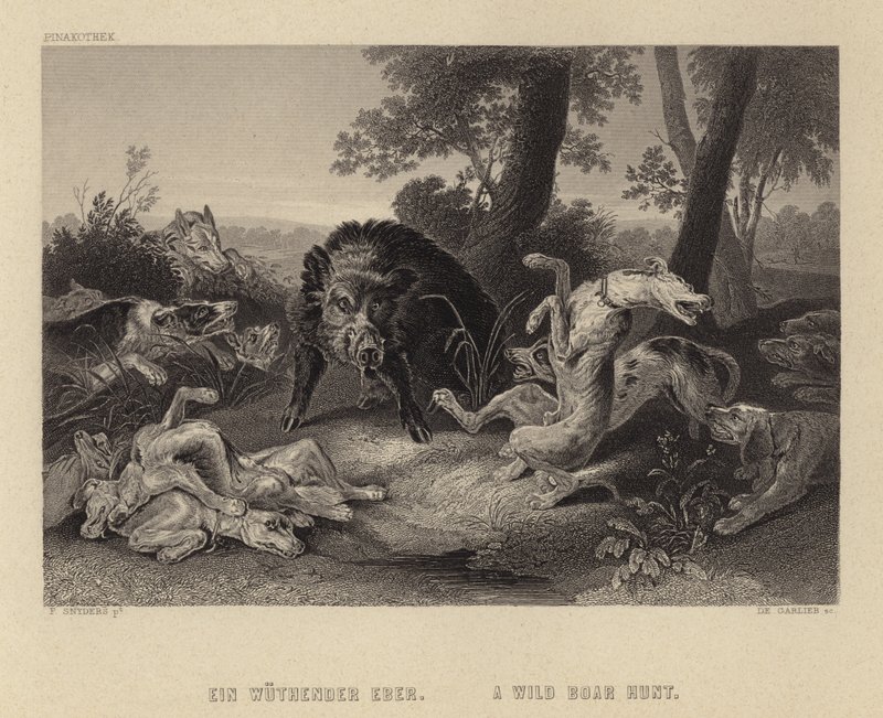 Yaban Domuzu Avı by Frans Snyders or Snijders
