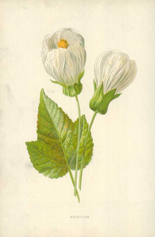 Abutilon by Frederick Edward Hulme