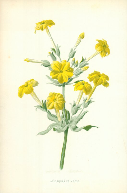 Habeş çuha çiçeği by Frederick Edward Hulme