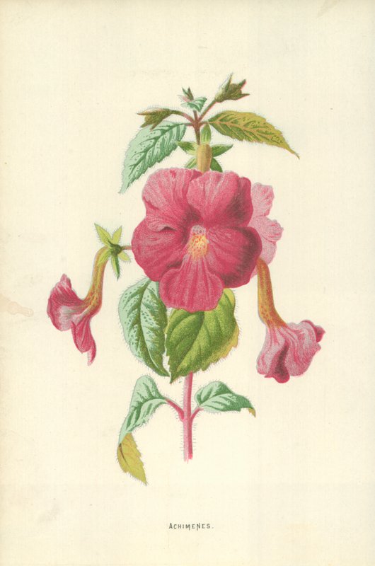 Achimenes by Frederick Edward Hulme