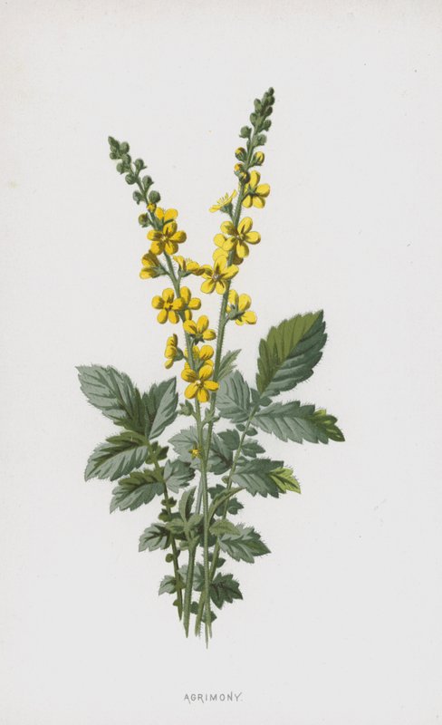 Agrimony (kromolito) by Frederick Edward Hulme