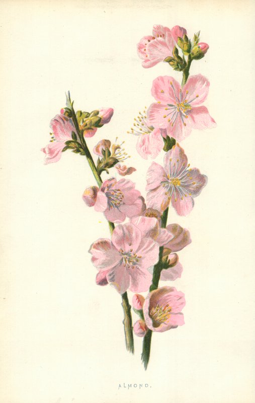 Almond by Frederick Edward Hulme