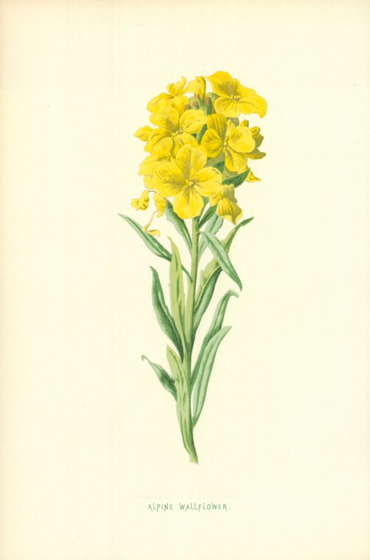 Alp Duvar Çiçeği by Frederick Edward Hulme