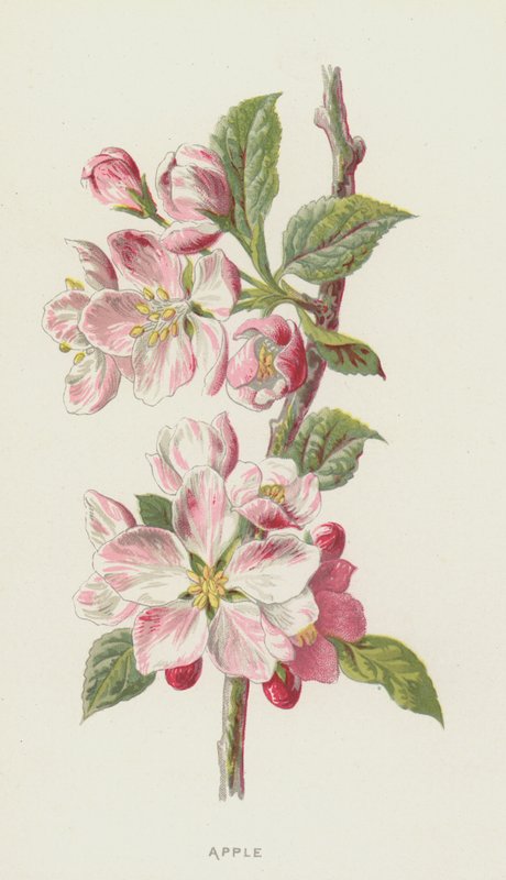 Elma (kromolito) by Frederick Edward Hulme
