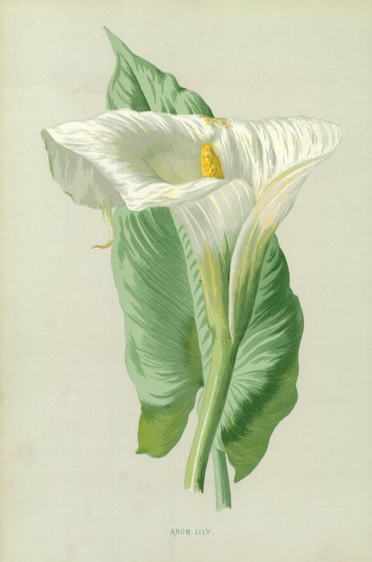 arum zambağı by Frederick Edward Hulme
