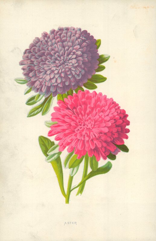 Yıldız çiçeği by Frederick Edward Hulme