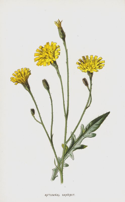 Sonbahar Hawkbit (kromolitho) by Frederick Edward Hulme
