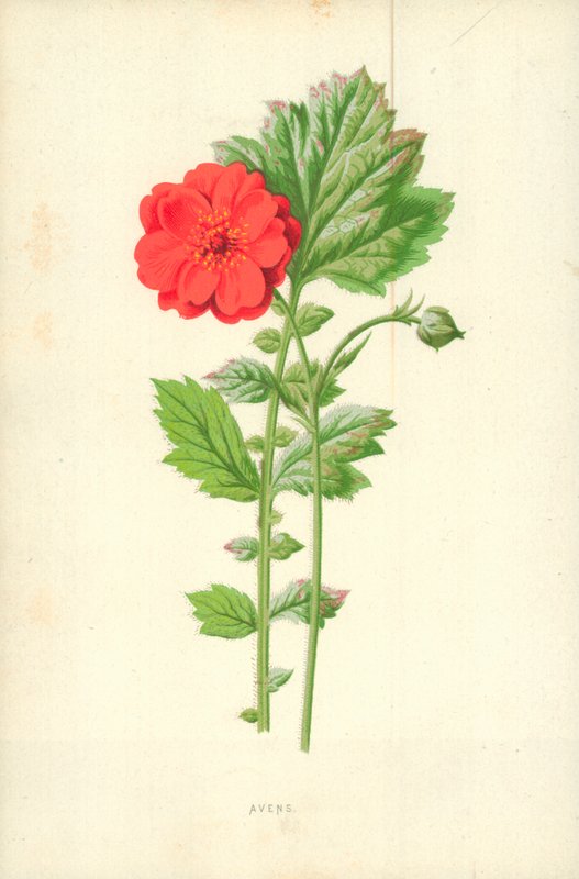 Avens by Frederick Edward Hulme