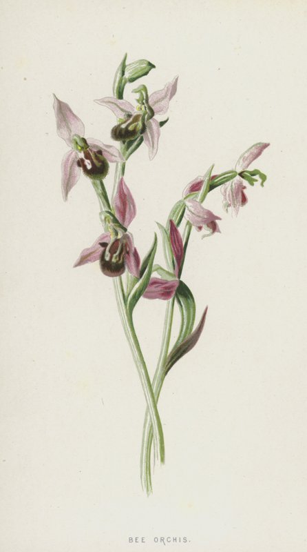 Arı Orkidesi (kromolitho) by Frederick Edward Hulme