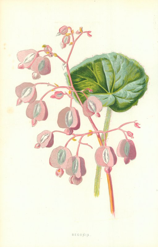 Begonya by Frederick Edward Hulme
