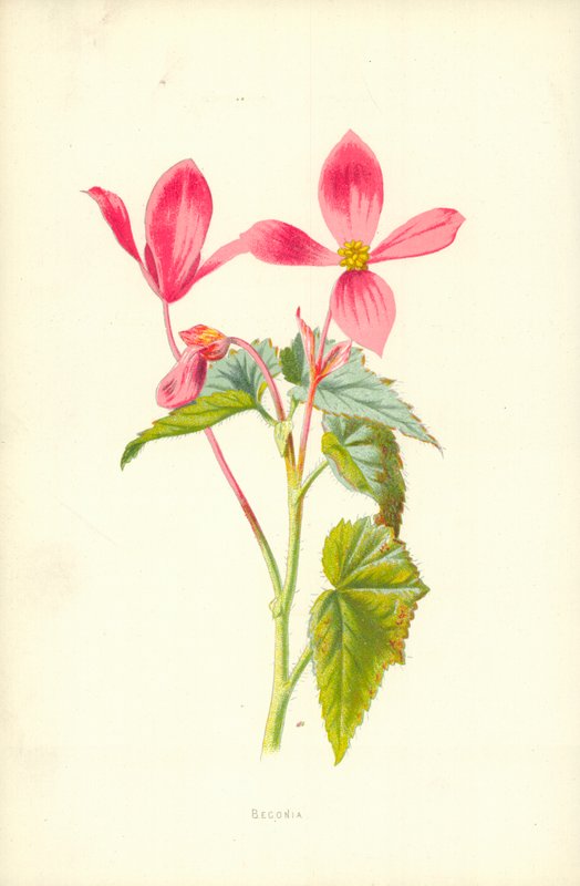 Begonya by Frederick Edward Hulme