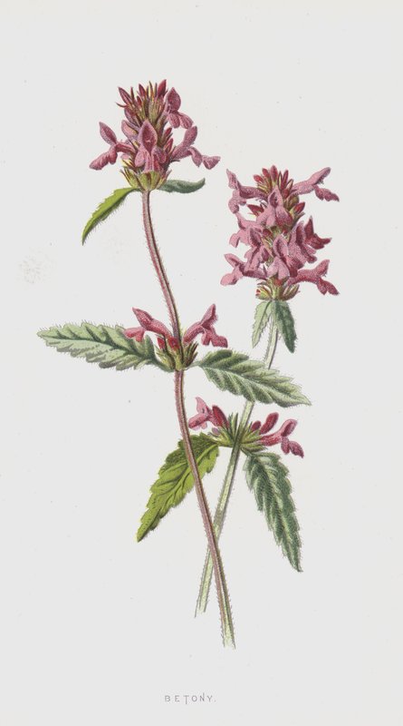 Betoni (kromolito) by Frederick Edward Hulme