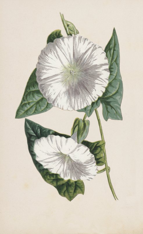 Gündüz otu (kromolitho) by Frederick Edward Hulme
