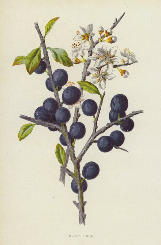 Karaçalı (kromolitho) by Frederick Edward Hulme