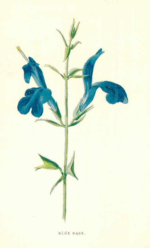 Blue Sage by Frederick Edward Hulme
