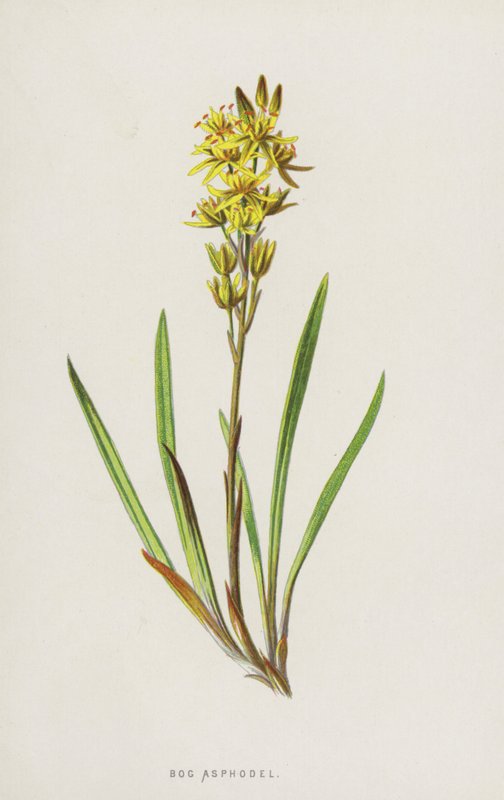 Bataklık Asphodel (kromolitho) by Frederick Edward Hulme