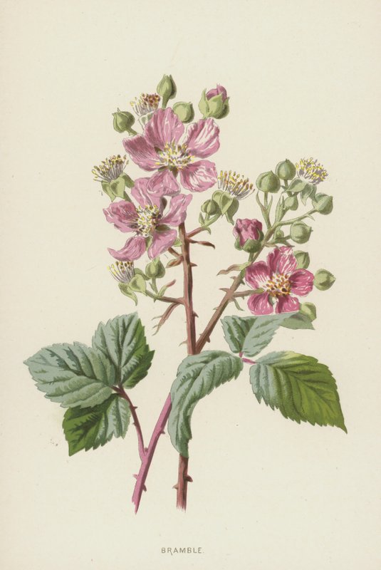 Bramble (kromolito) by Frederick Edward Hulme