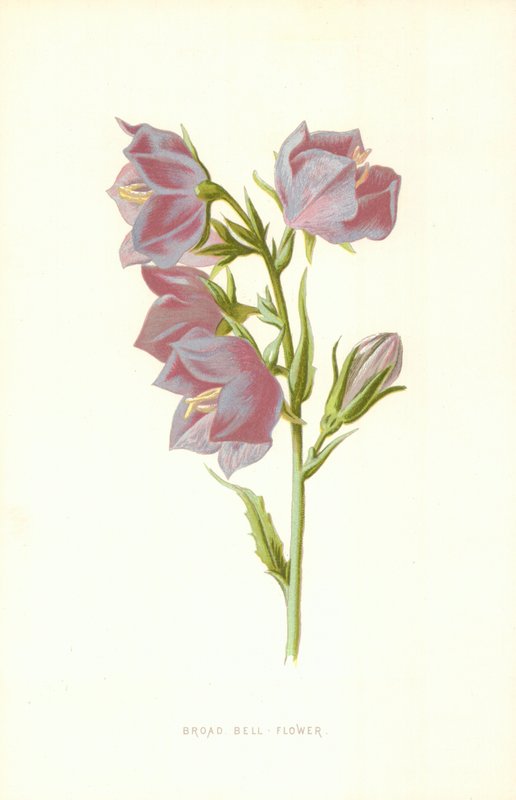 Geniş Çan Çiçeği by Frederick Edward Hulme