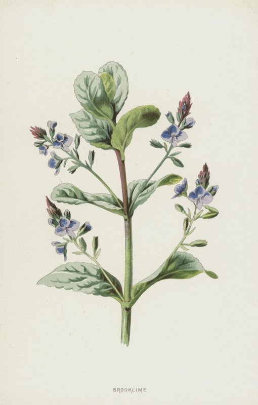 Brooklime (kromolito) by Frederick Edward Hulme