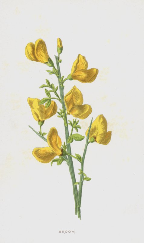 Süpürge (kromolitho) by Frederick Edward Hulme