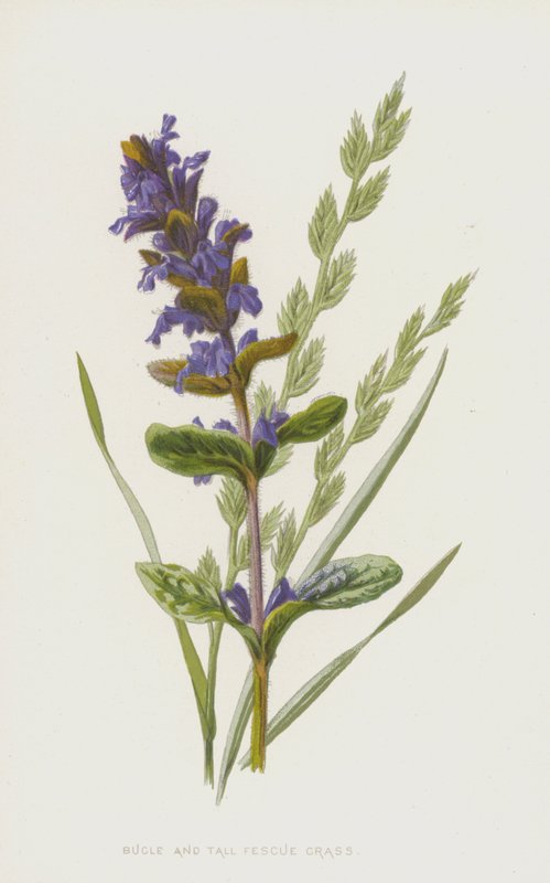 Borazan ve Uzun Çayır Otu (chromolitho) by Frederick Edward Hulme