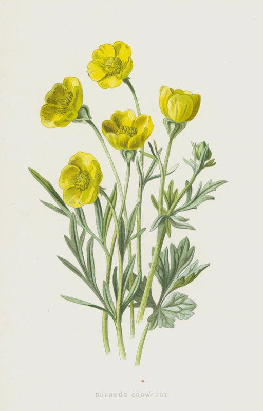 Soğanlı Crowfoot (chromolitho) by Frederick Edward Hulme