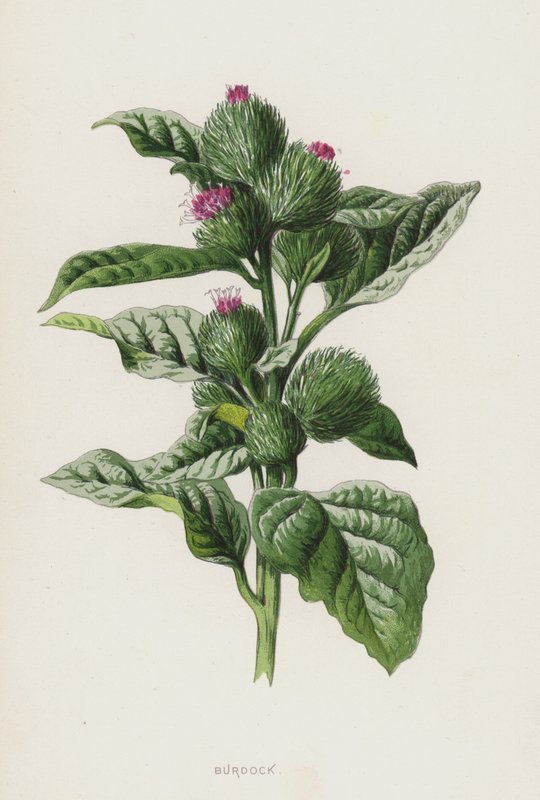 Dulavratotu (kromolitho) by Frederick Edward Hulme