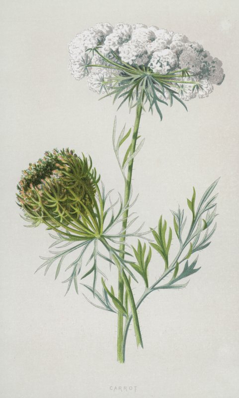 Havuç (kromolitho) by Frederick Edward Hulme