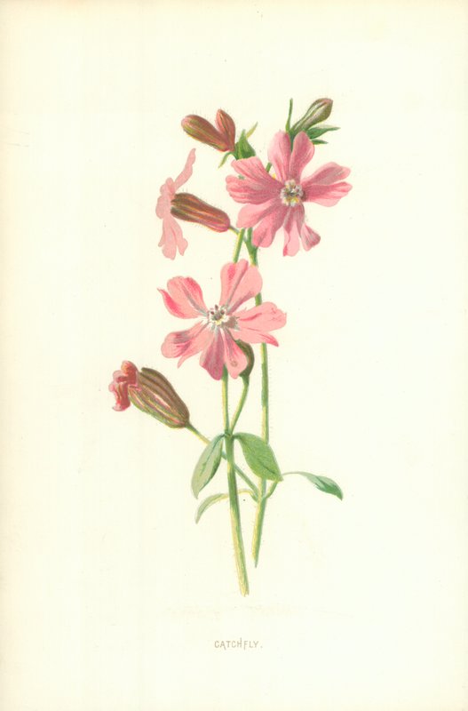 sineği by Frederick Edward Hulme