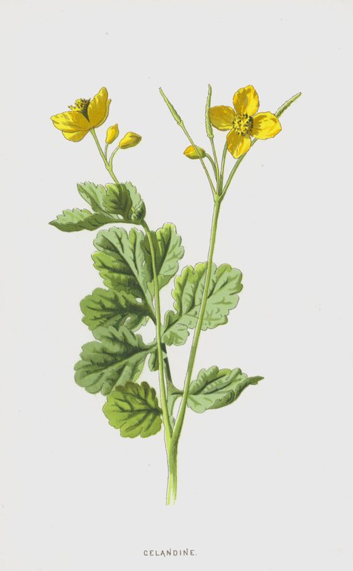 kırlangıçotu (kromolito) by Frederick Edward Hulme
