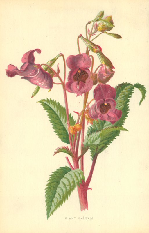 cian balsamı by Frederick Edward Hulme