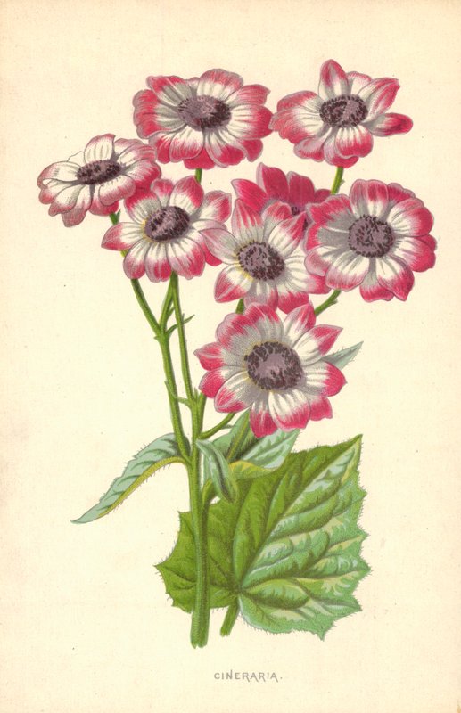 Cineraria by Frederick Edward Hulme