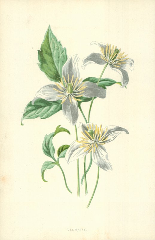 Yabanasması by Frederick Edward Hulme