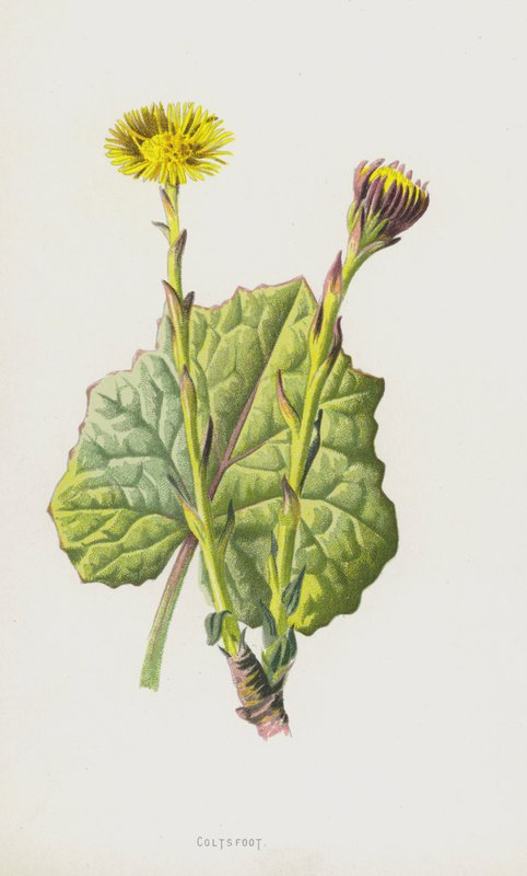 Öksürük otu (kromolitho) by Frederick Edward Hulme