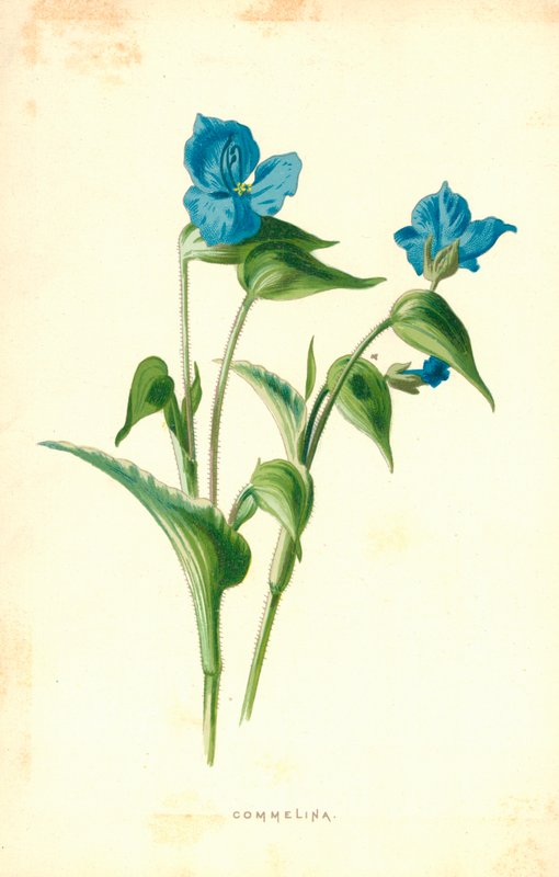 komelina by Frederick Edward Hulme