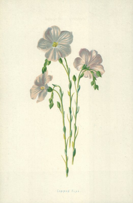 Ortak Keten by Frederick Edward Hulme