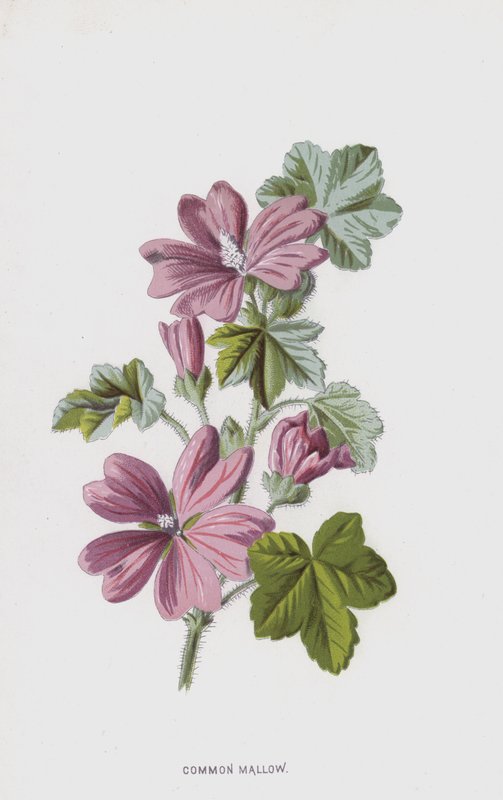 Ebegümeci (chromolitho) by Frederick Edward Hulme