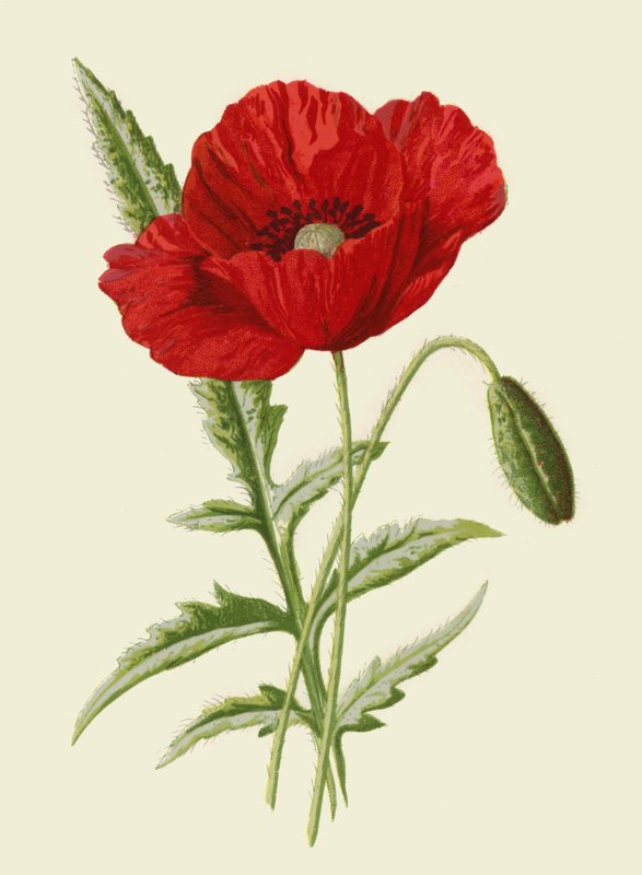 Common Poppy  by Frederick Edward Hulme