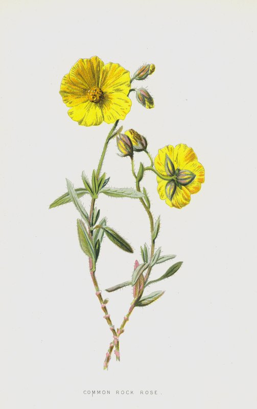Adi Kaya Gülü (chromolitho) by Frederick Edward Hulme