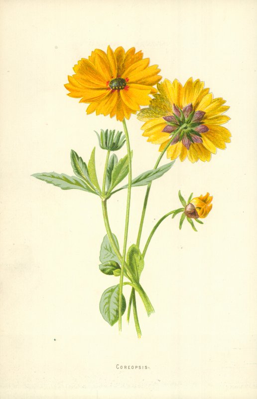 Otsu süs bitkisi by Frederick Edward Hulme