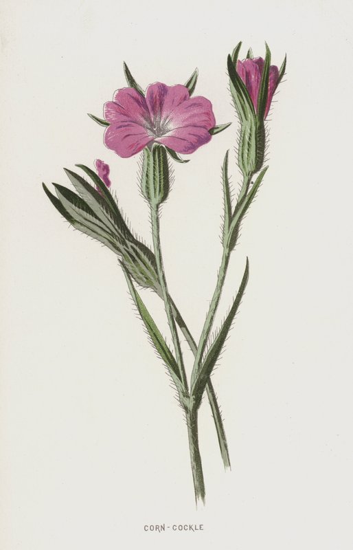 Mısır-Cockle (chromolitho) by Frederick Edward Hulme