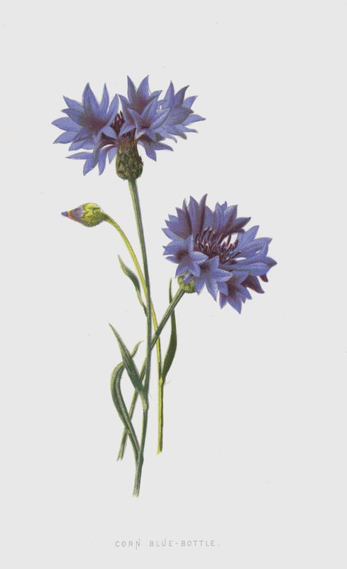 Mısır Mavi-Şişe (chromolitho) by Frederick Edward Hulme