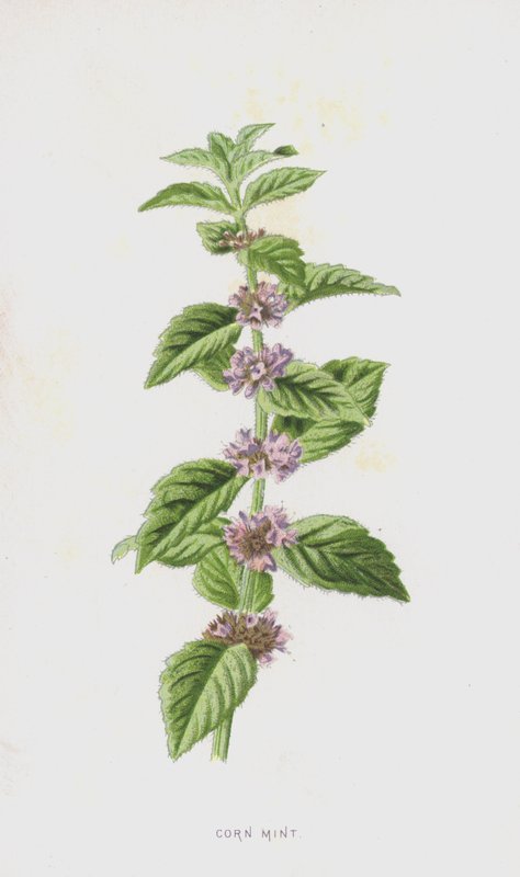 Mısır Nane (kromolitho) by Frederick Edward Hulme
