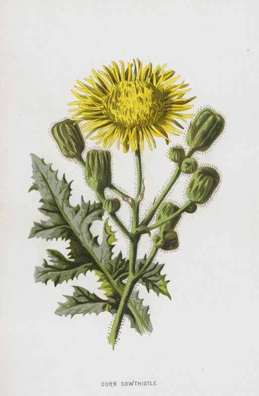 Mısır Sowthistle (chromolitho) by Frederick Edward Hulme