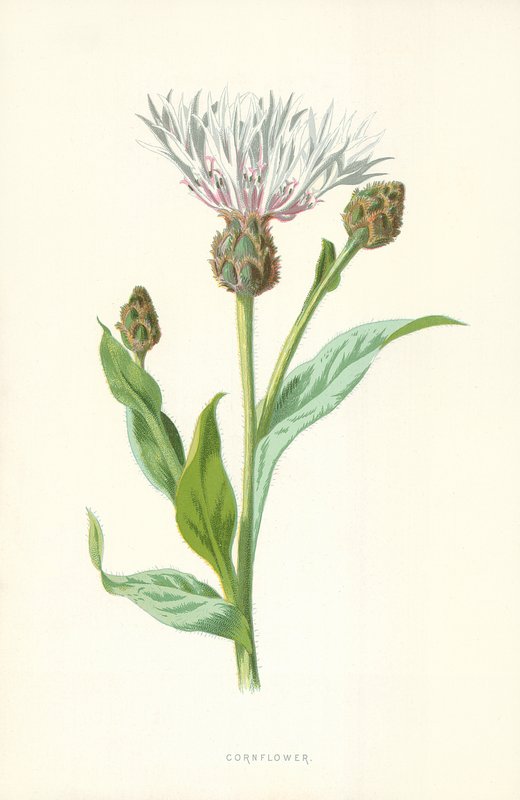 Peygamber Çiçeği by Frederick Edward Hulme