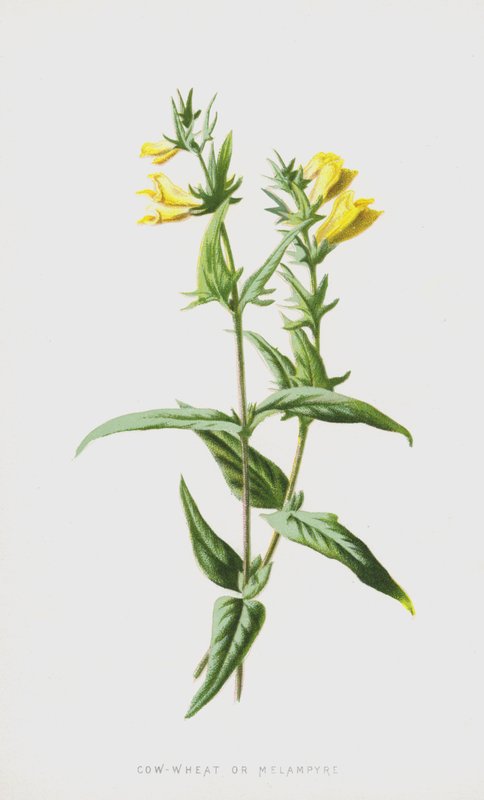 İnek-Buğday veya Melampyre (chromolitho) by Frederick Edward Hulme