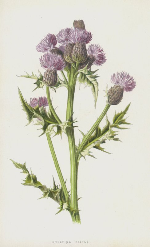 Sürünen Devedikeni (chromolitho) by Frederick Edward Hulme
