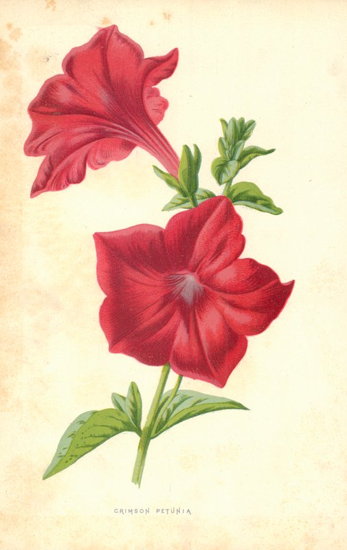 Kızıl Petunya by Frederick Edward Hulme
