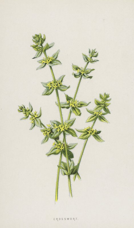 Çapraz otu (kromolitho) by Frederick Edward Hulme